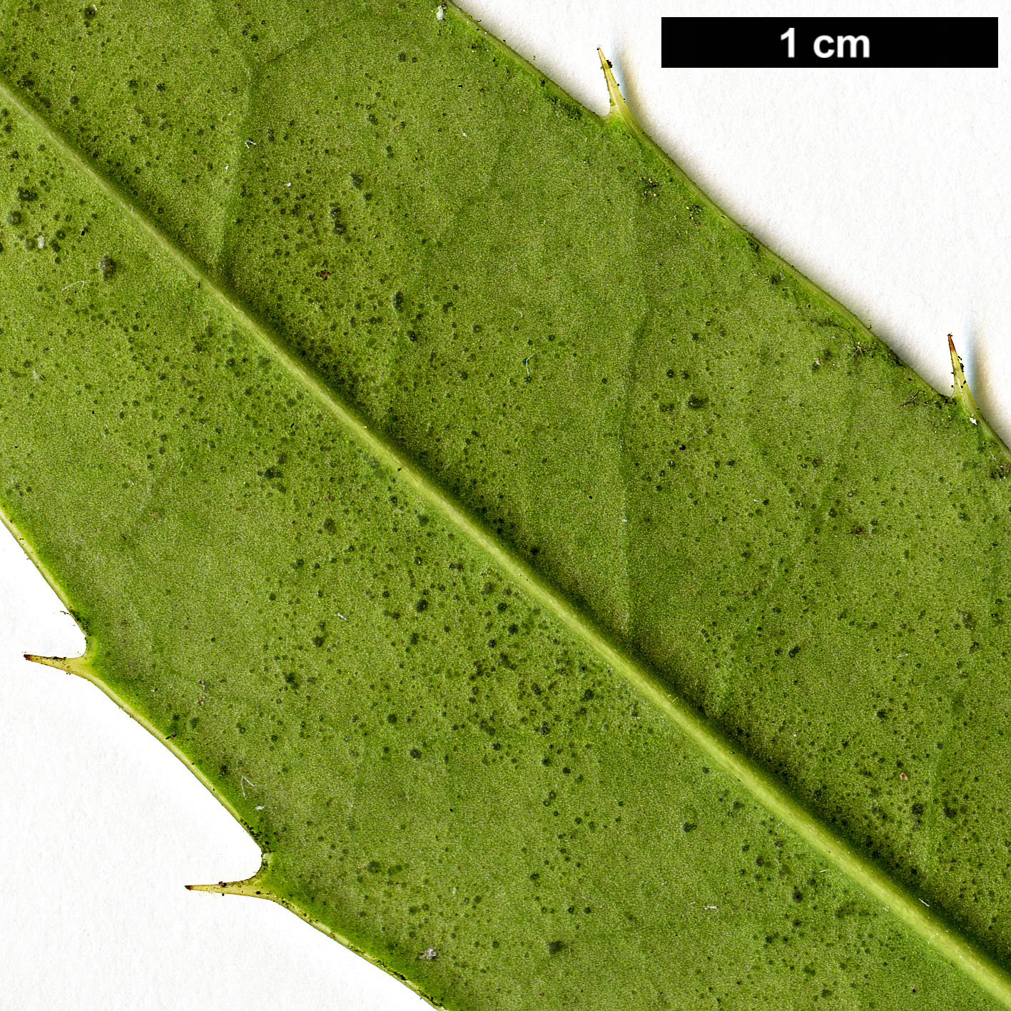 High resolution image: Family: Aquifoliaceae - Genus: Ilex - Taxon: dipyrena